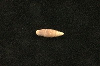 藏品(似謝氏煙管蝸牛)的圖片